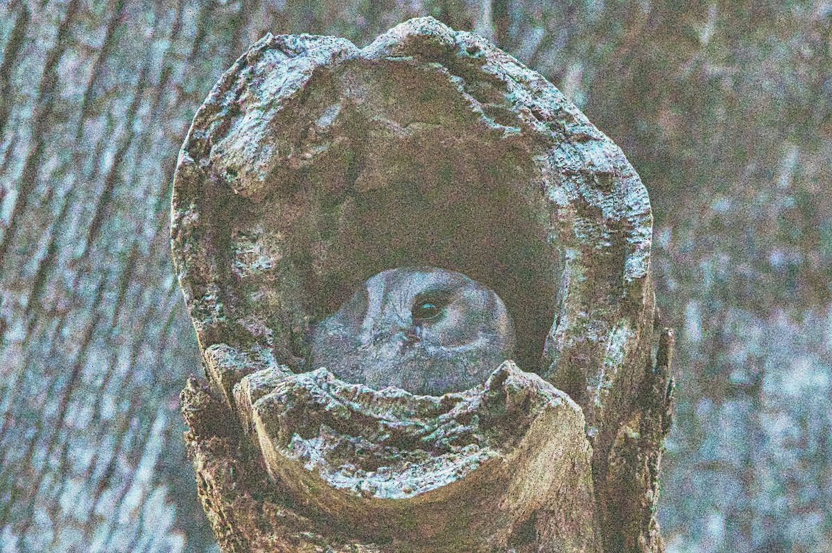 Australian Owlet-nightjar - ML621599115