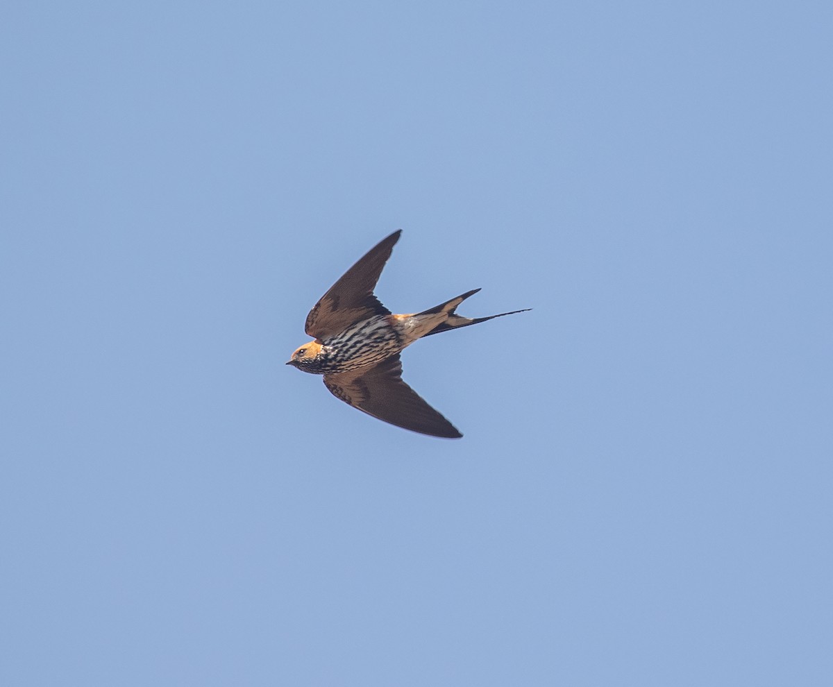 Lesser Striped Swallow - ML621599124
