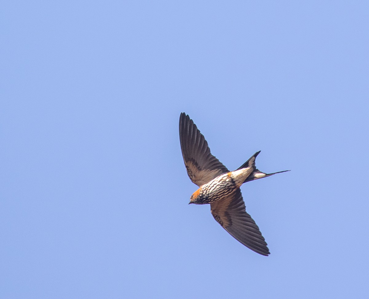 Lesser Striped Swallow - ML621599126