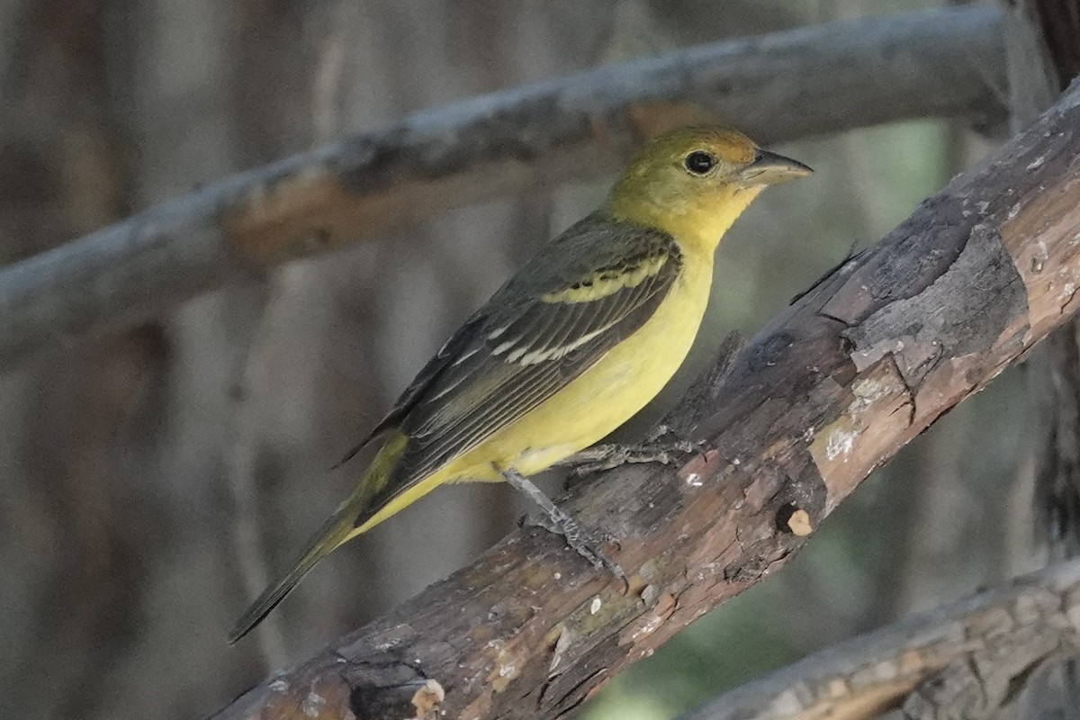 Western Tanager - ML621599137