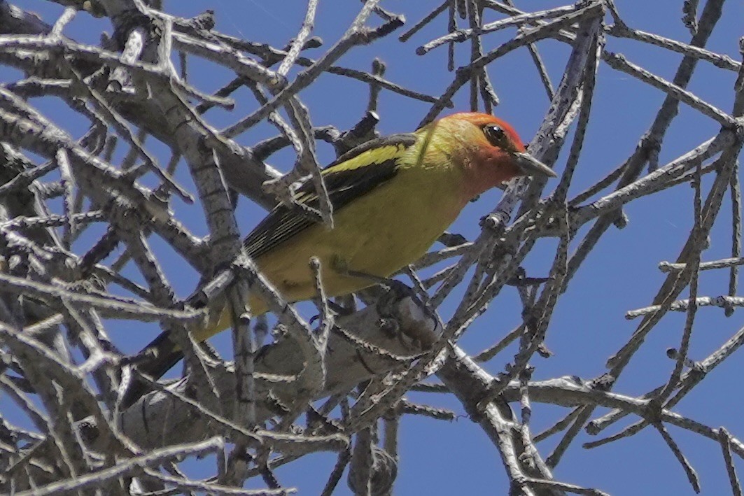 Western Tanager - ML621599138