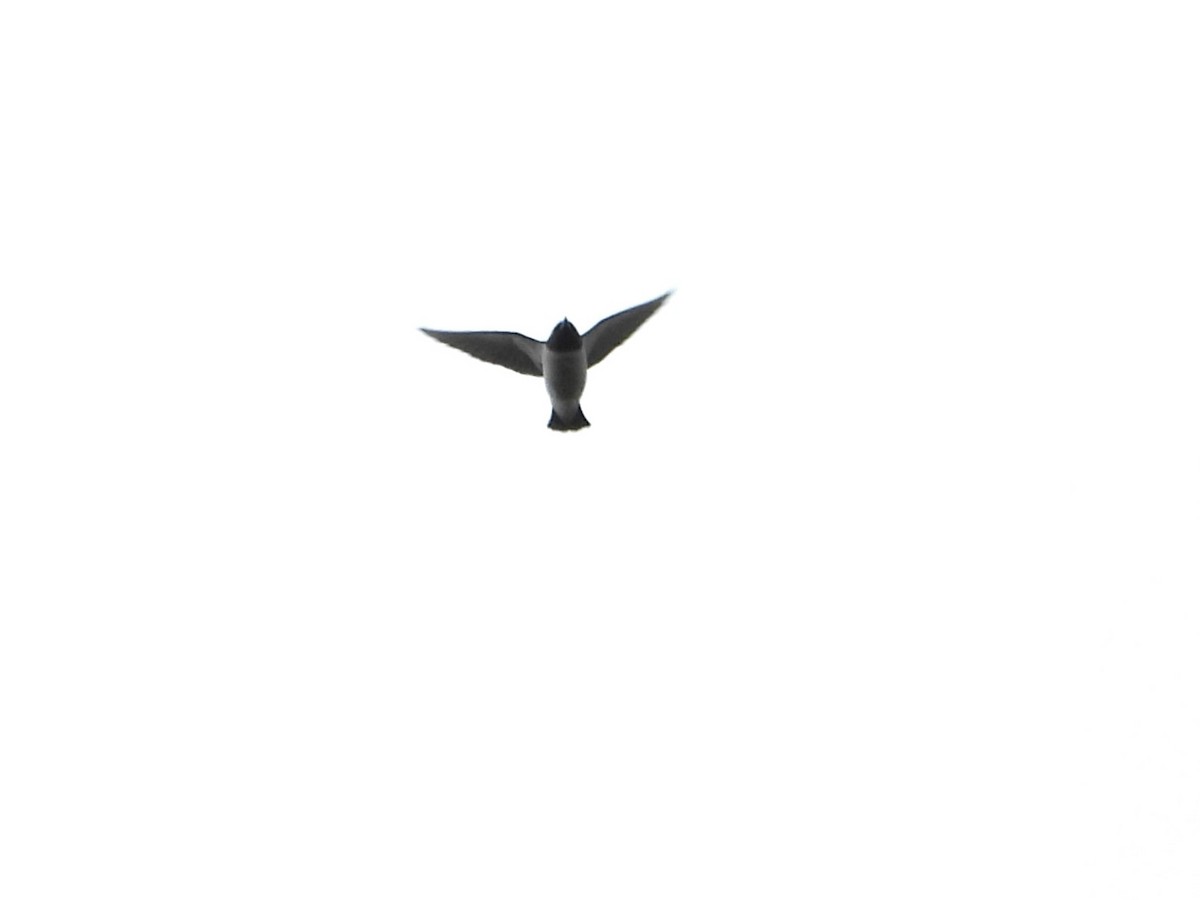 白胸燕鵙 - ML621599139