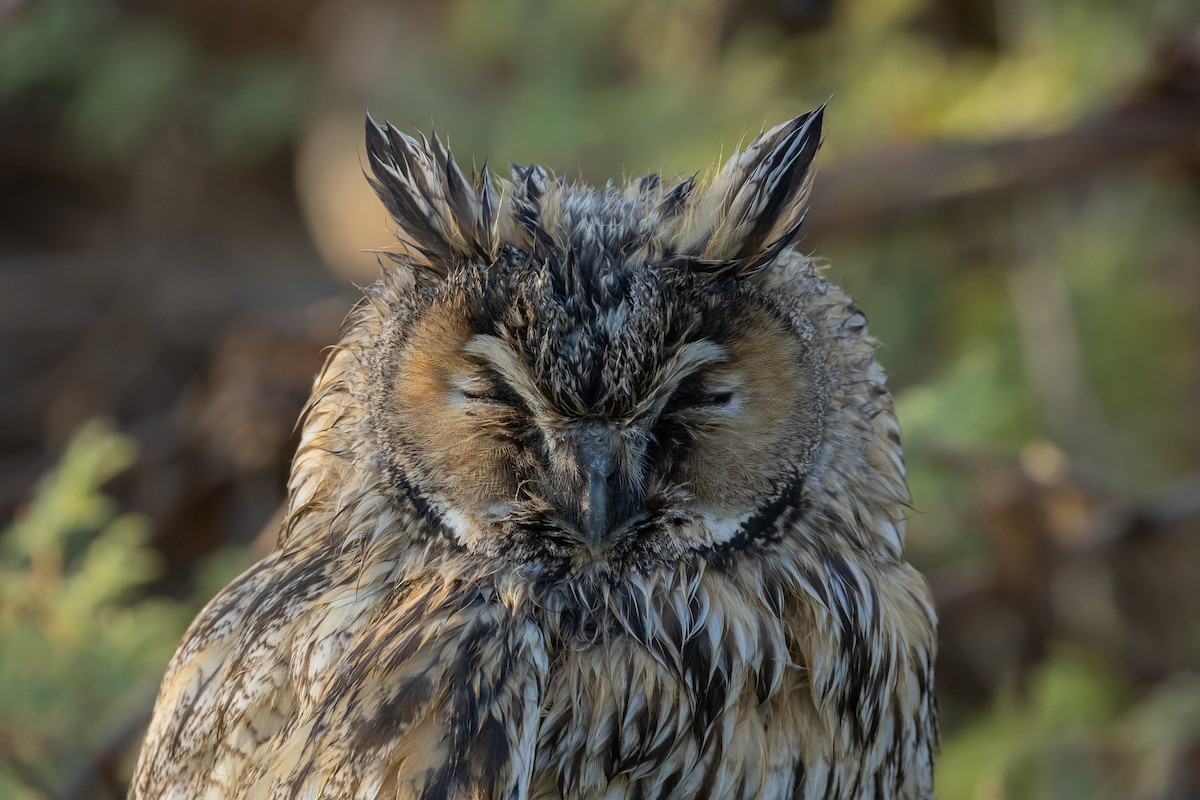 Long-eared Owl - ML621599141