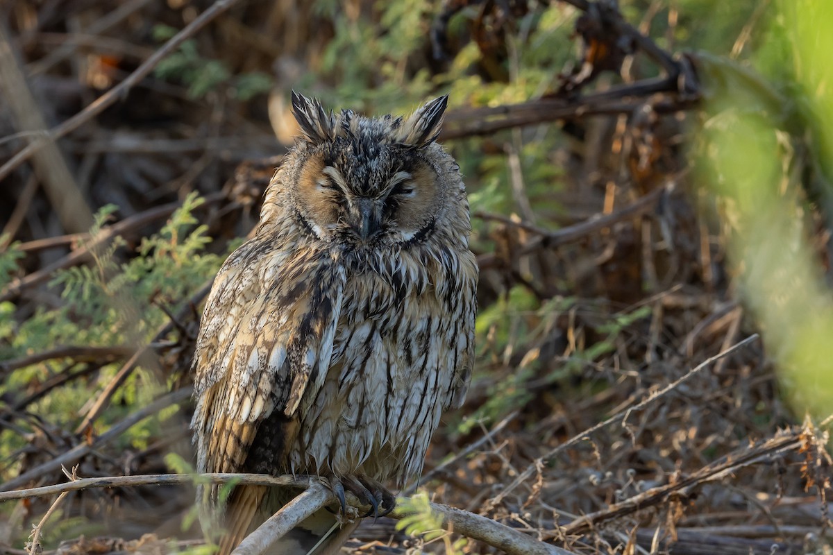 Long-eared Owl - ML621599142