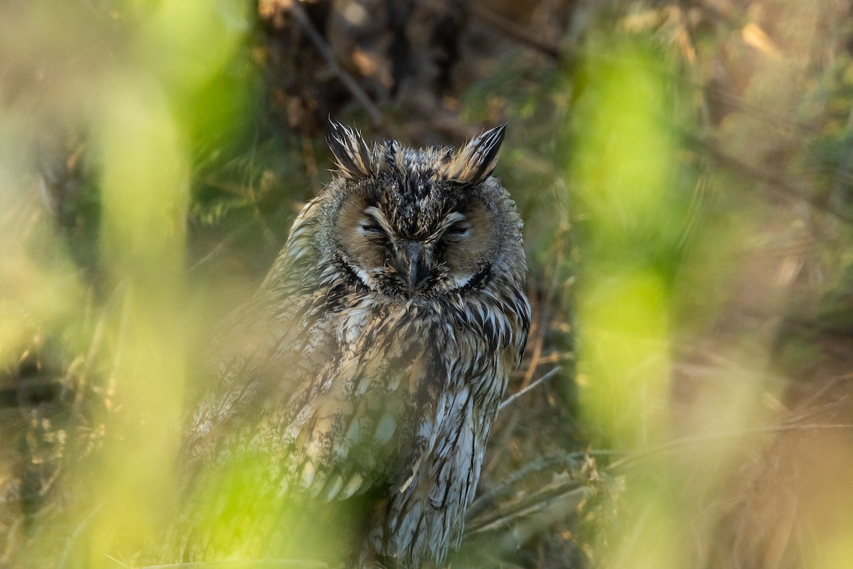 Long-eared Owl - ML621599144