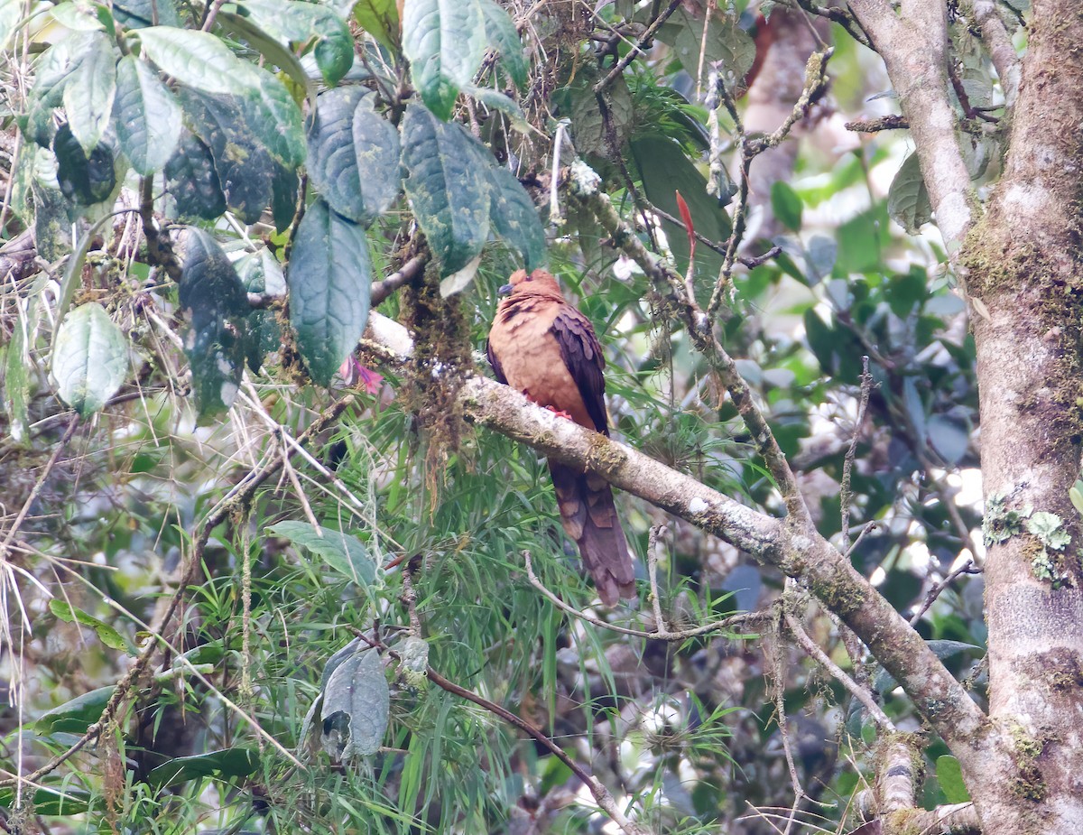 Black-billed Cuckoo-Dove - ML621599166