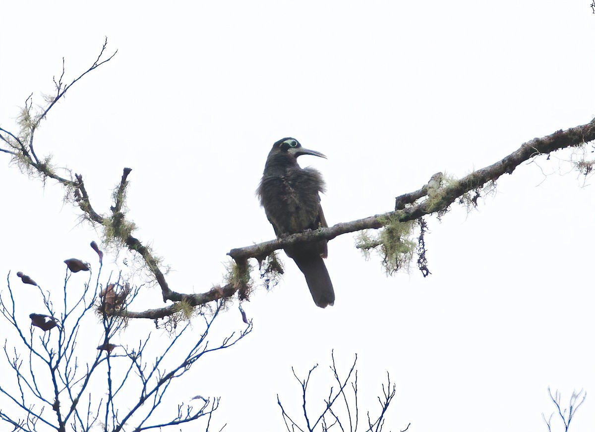 Yellow-browed Melidectes - ML621599174