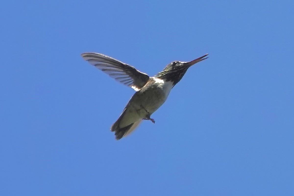 Calliope Hummingbird - ML621599210