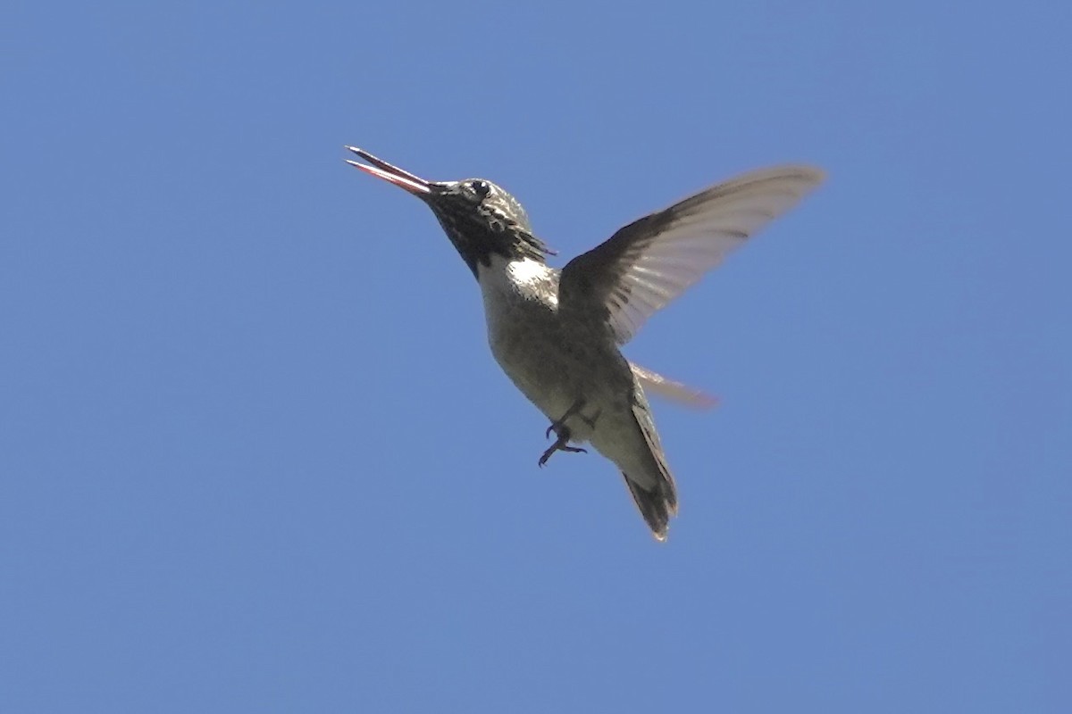Calliope Hummingbird - ML621599211