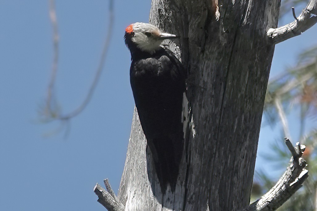 White-headed Woodpecker - ML621599228