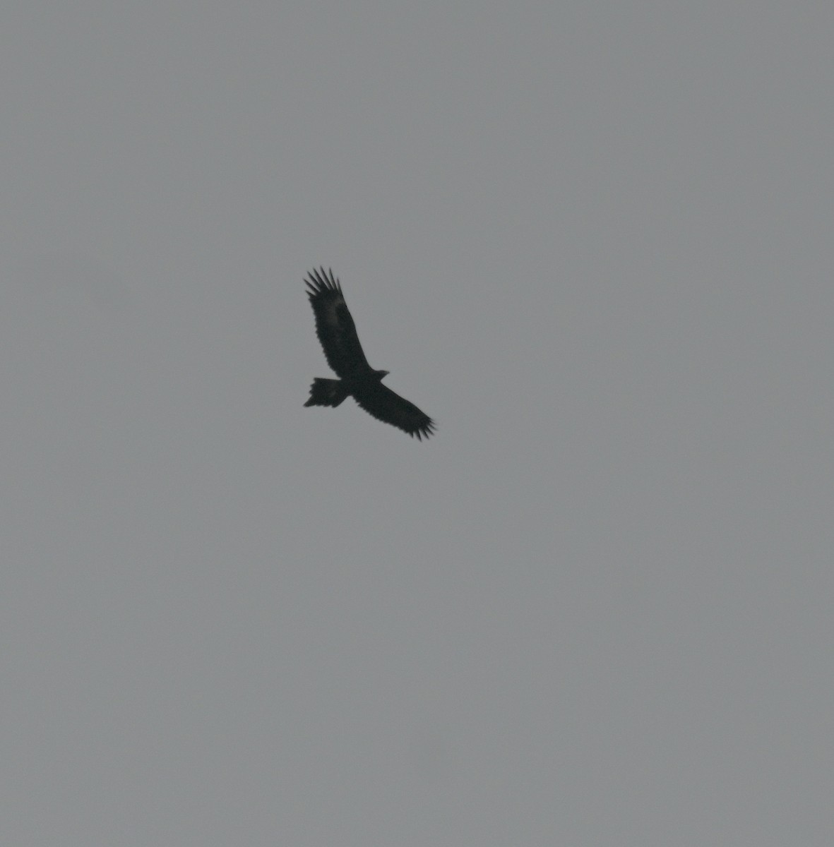 Wedge-tailed Eagle - ML621599229