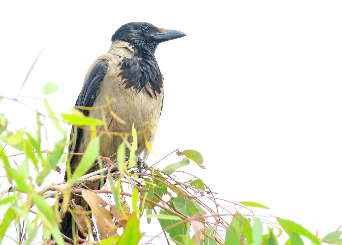 Hooded Crow - Juan Pérez