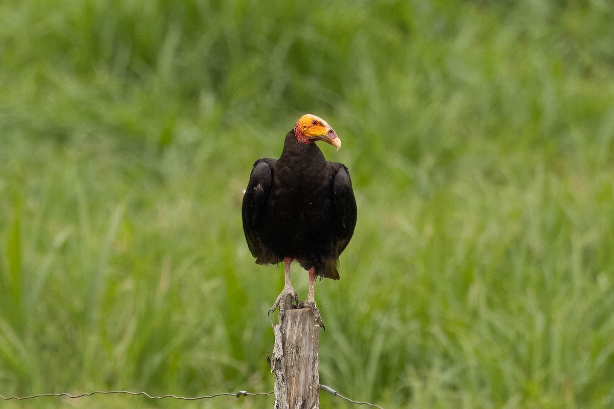 Lesser Yellow-headed Vulture - ML621599280