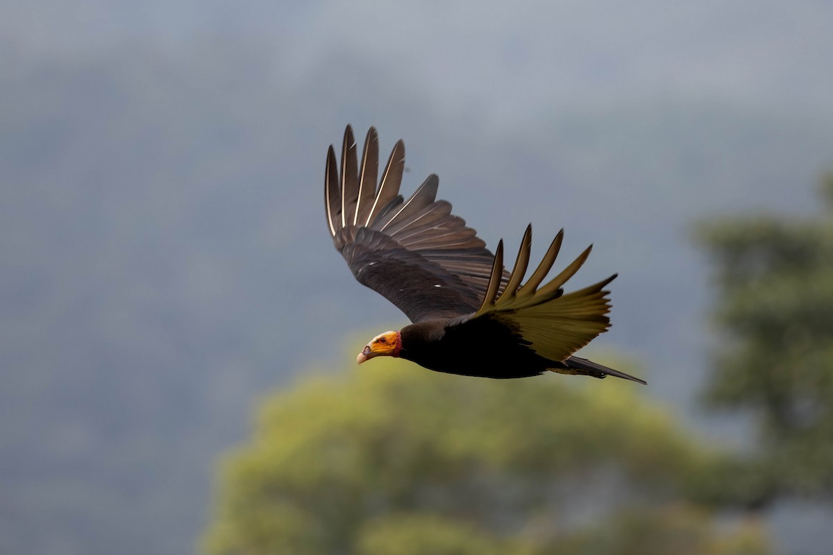 Lesser Yellow-headed Vulture - ML621599281