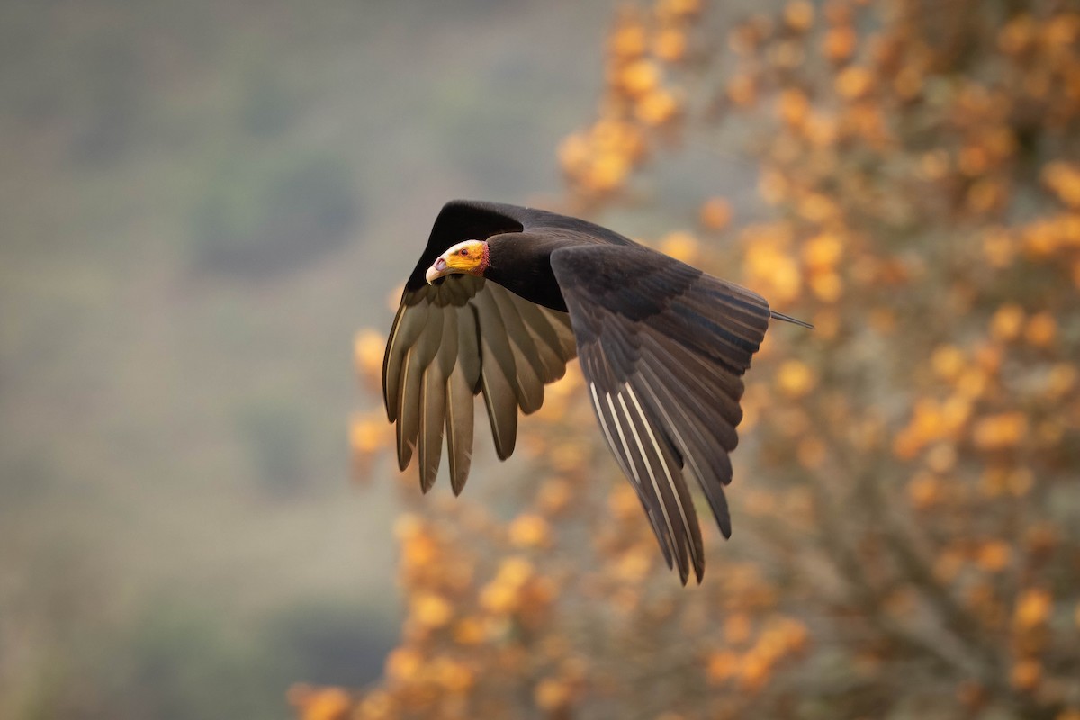 Lesser Yellow-headed Vulture - ML621599283