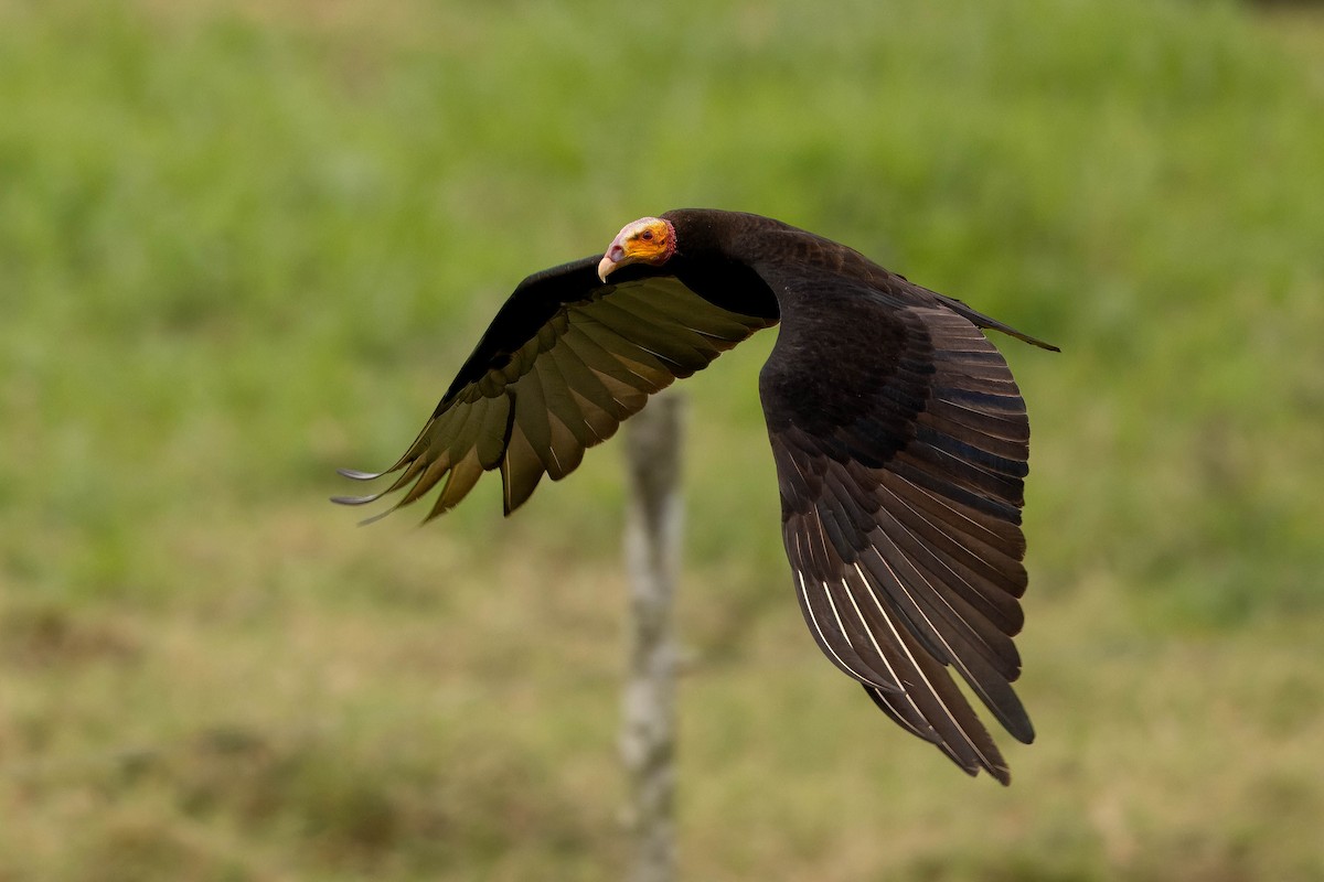 Lesser Yellow-headed Vulture - ML621599284