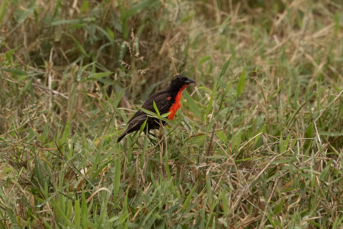 Red-breasted Meadowlark - ML621599286