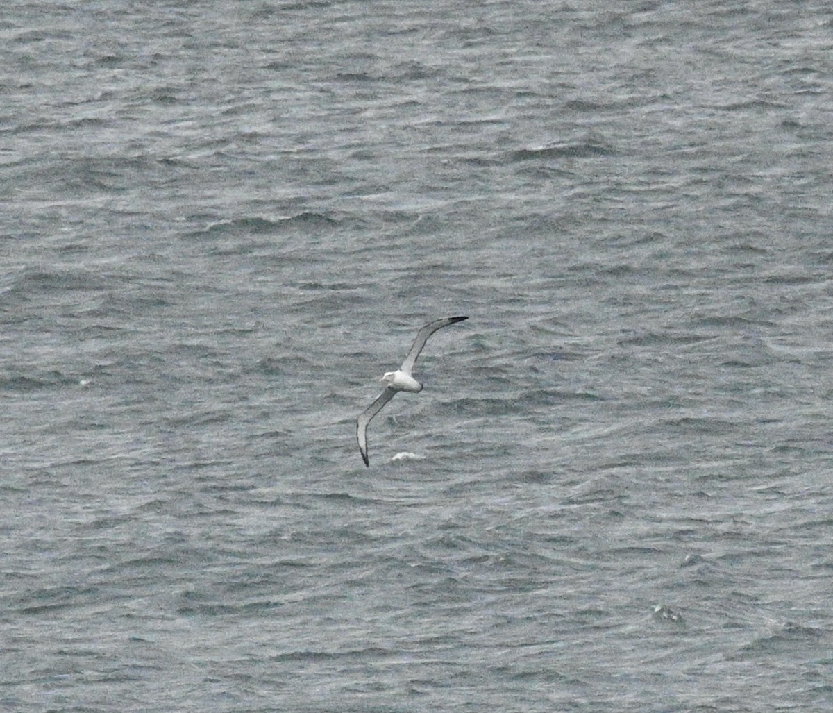 White-capped Albatross - ML621599299