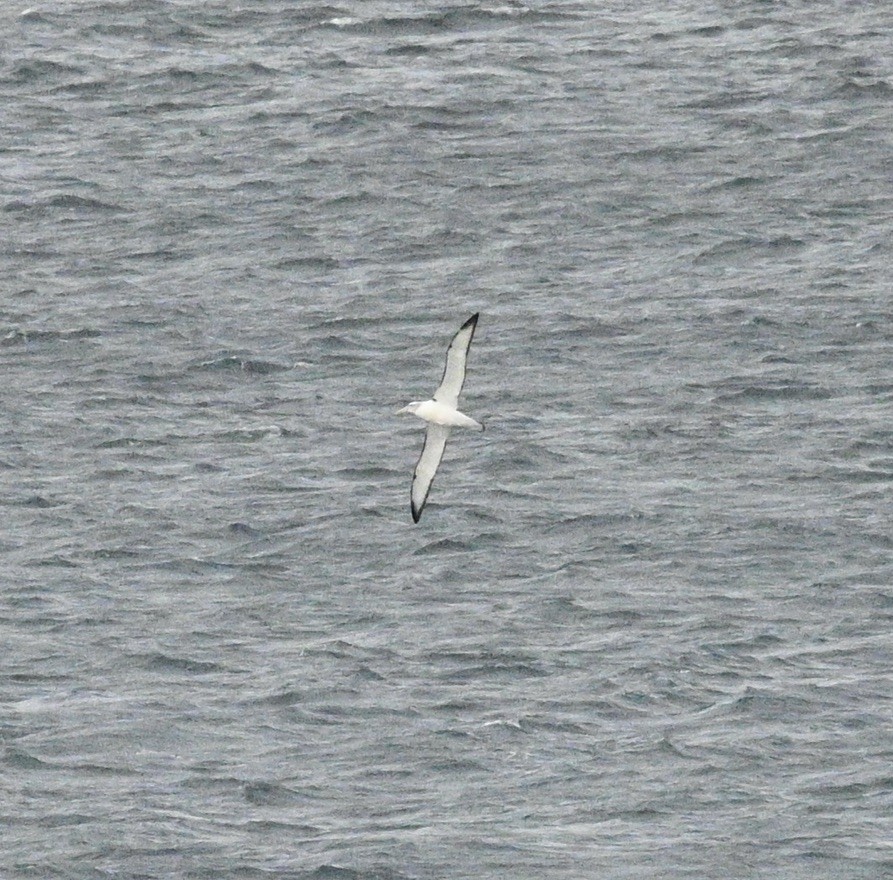 White-capped Albatross - ML621599302