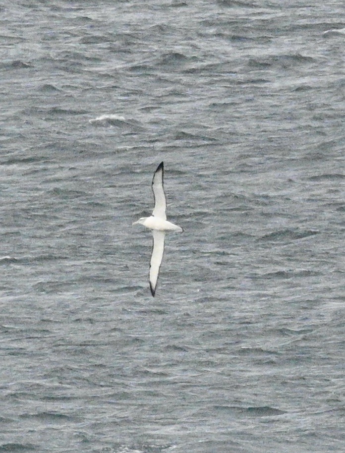 White-capped Albatross - ML621599303