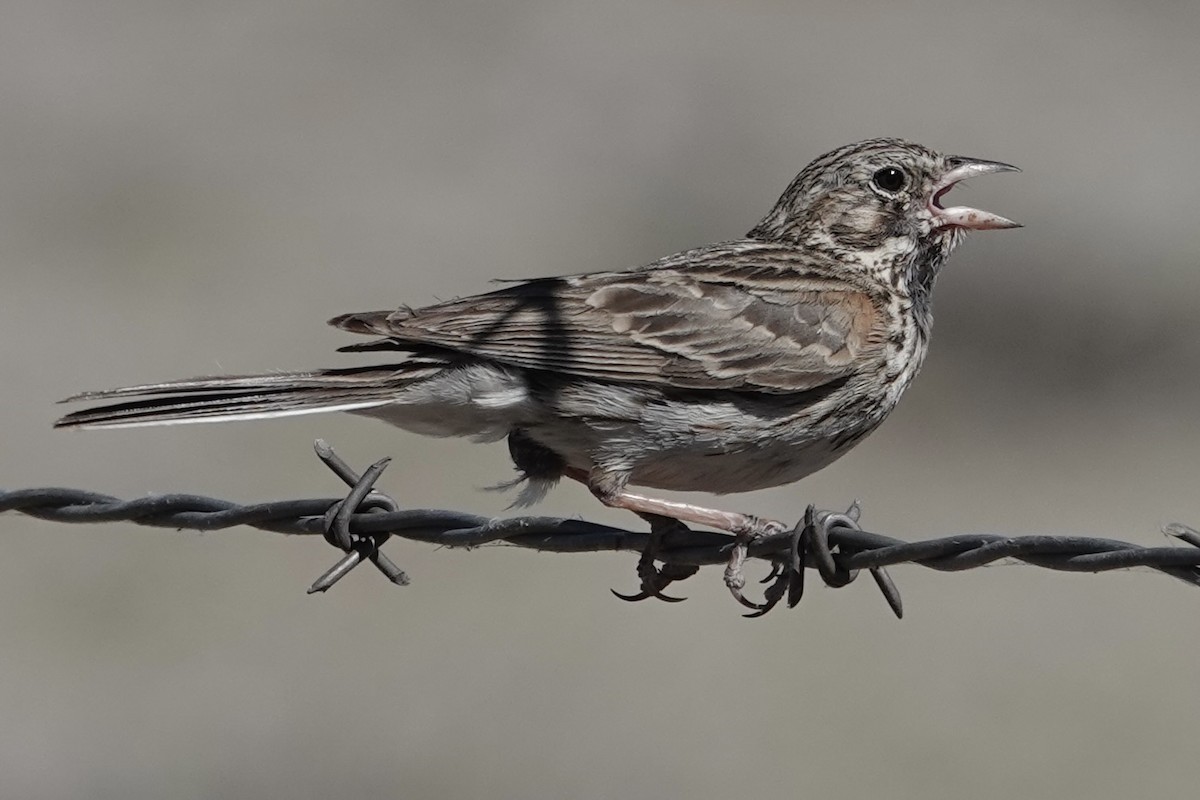 Vesper Sparrow - ML621599304