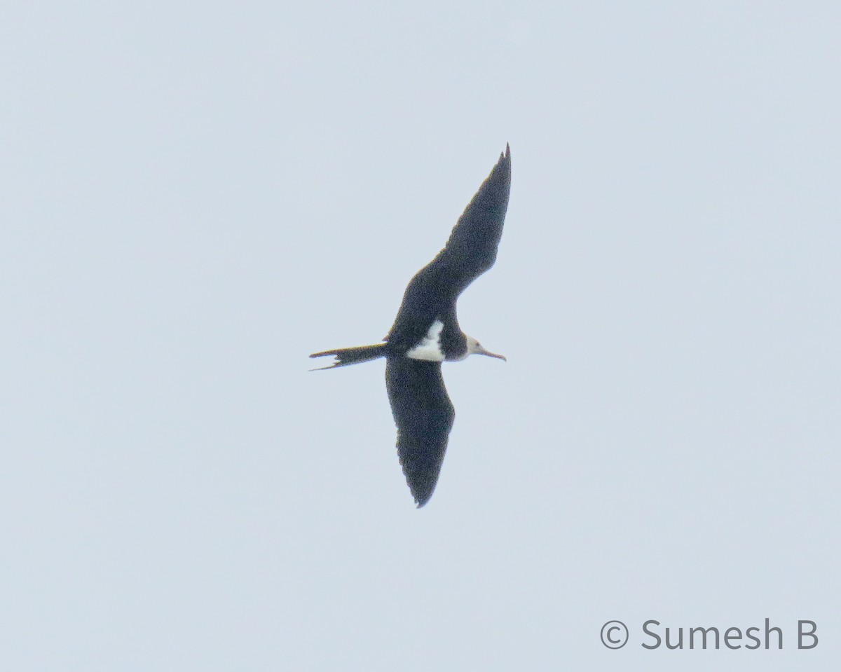 Great Frigatebird - ML621599307