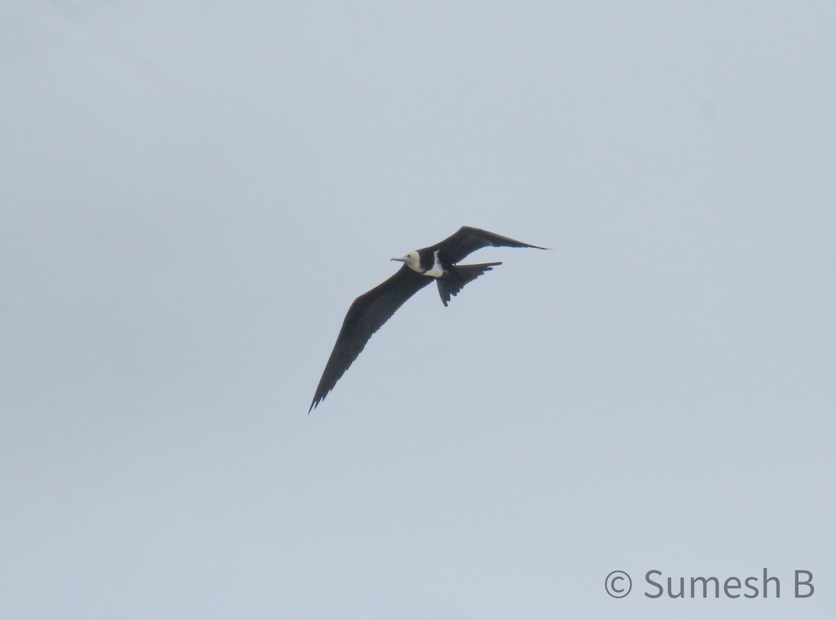 Great Frigatebird - ML621599308