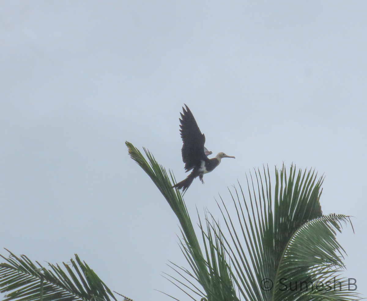 Great Frigatebird - ML621599309