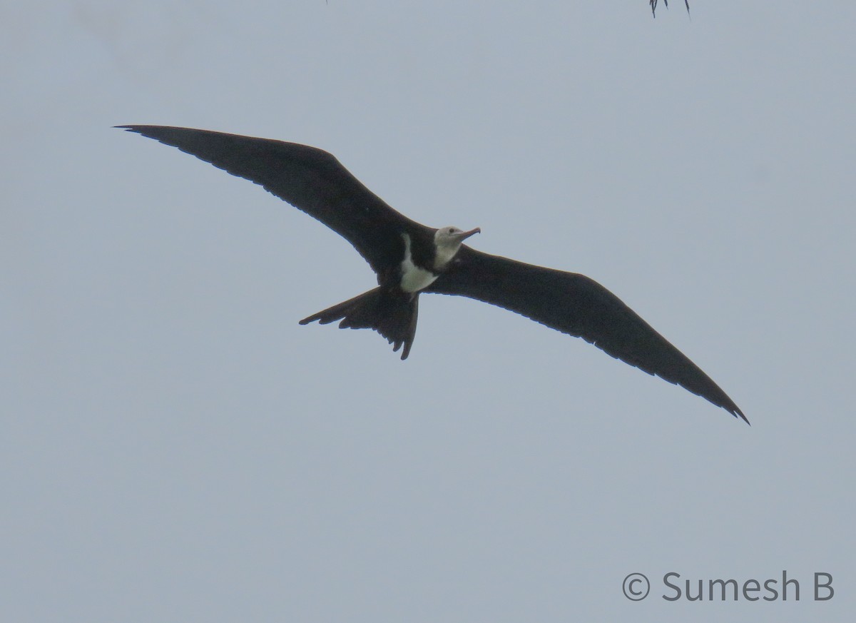 Great Frigatebird - ML621599310