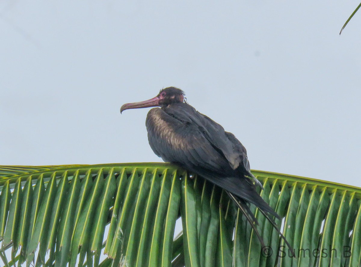 Great Frigatebird - ML621599312