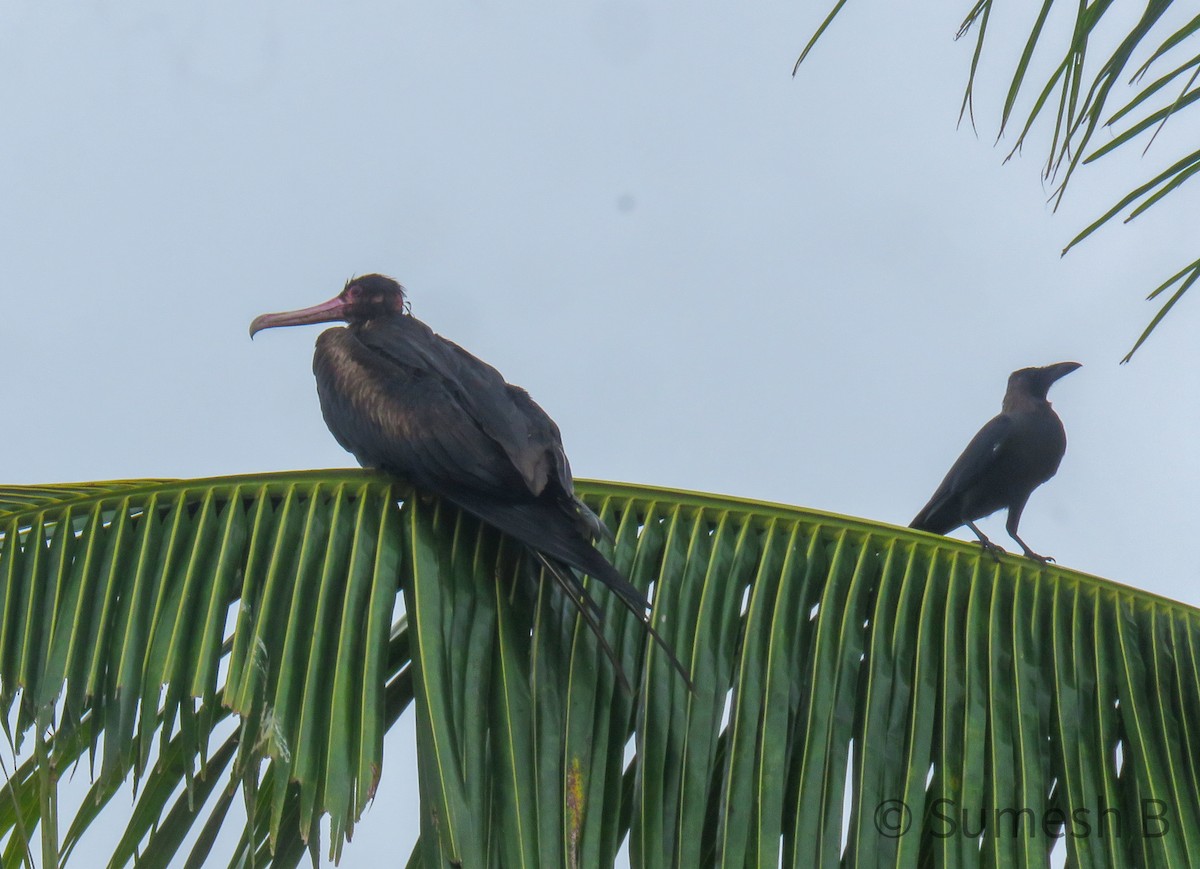 Great Frigatebird - ML621599313