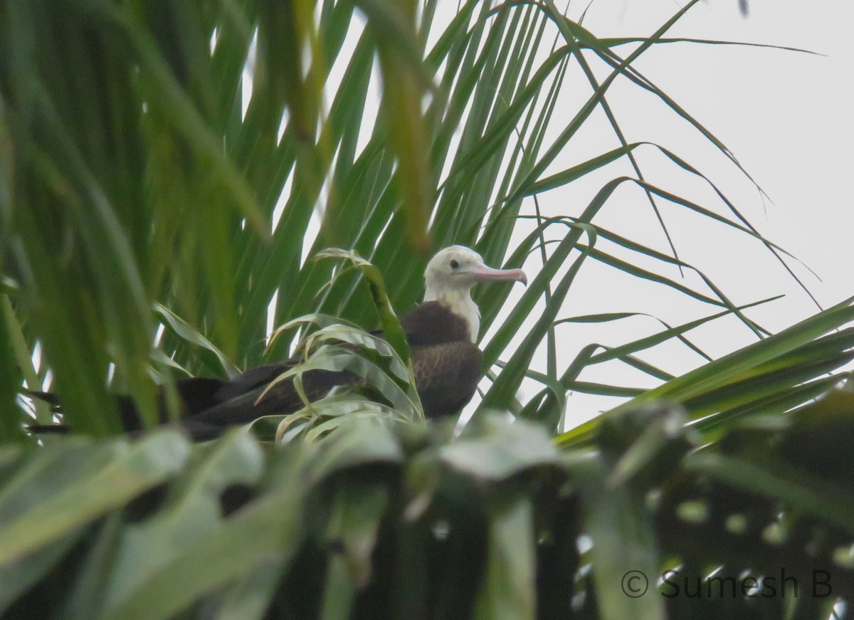 Great Frigatebird - ML621599314