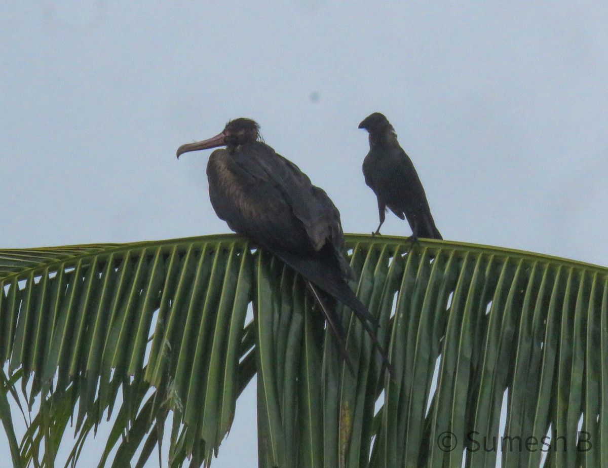 Great Frigatebird - ML621599341