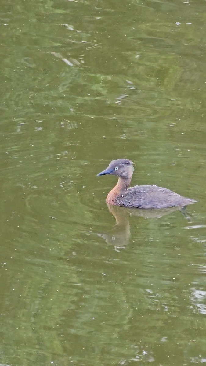 New Zealand Grebe - ML621599362