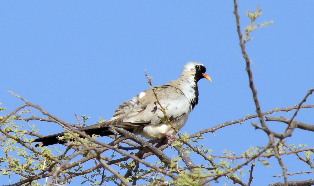 Namaqua Dove - ML621599363