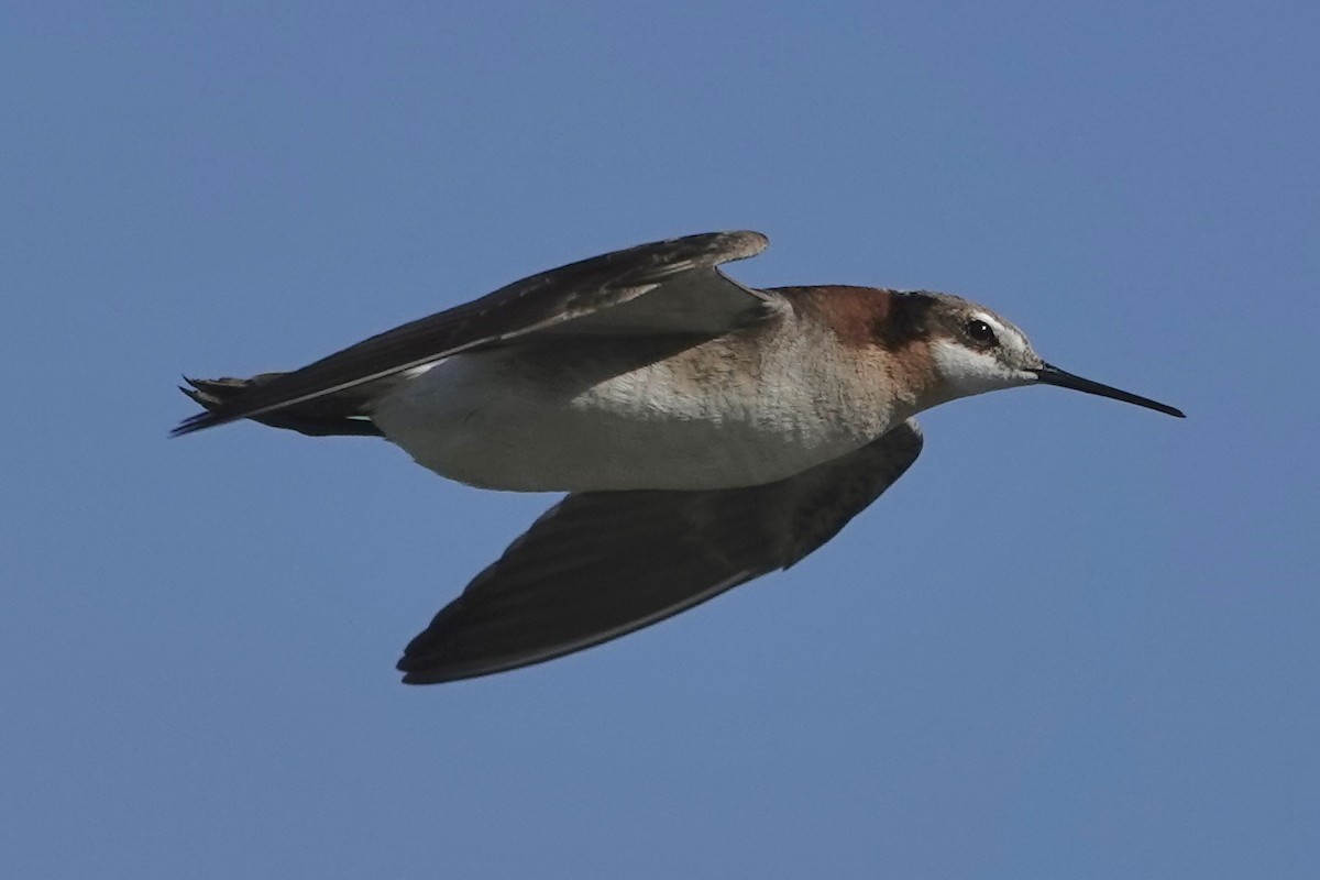 Falaropo Tricolor - ML621599365