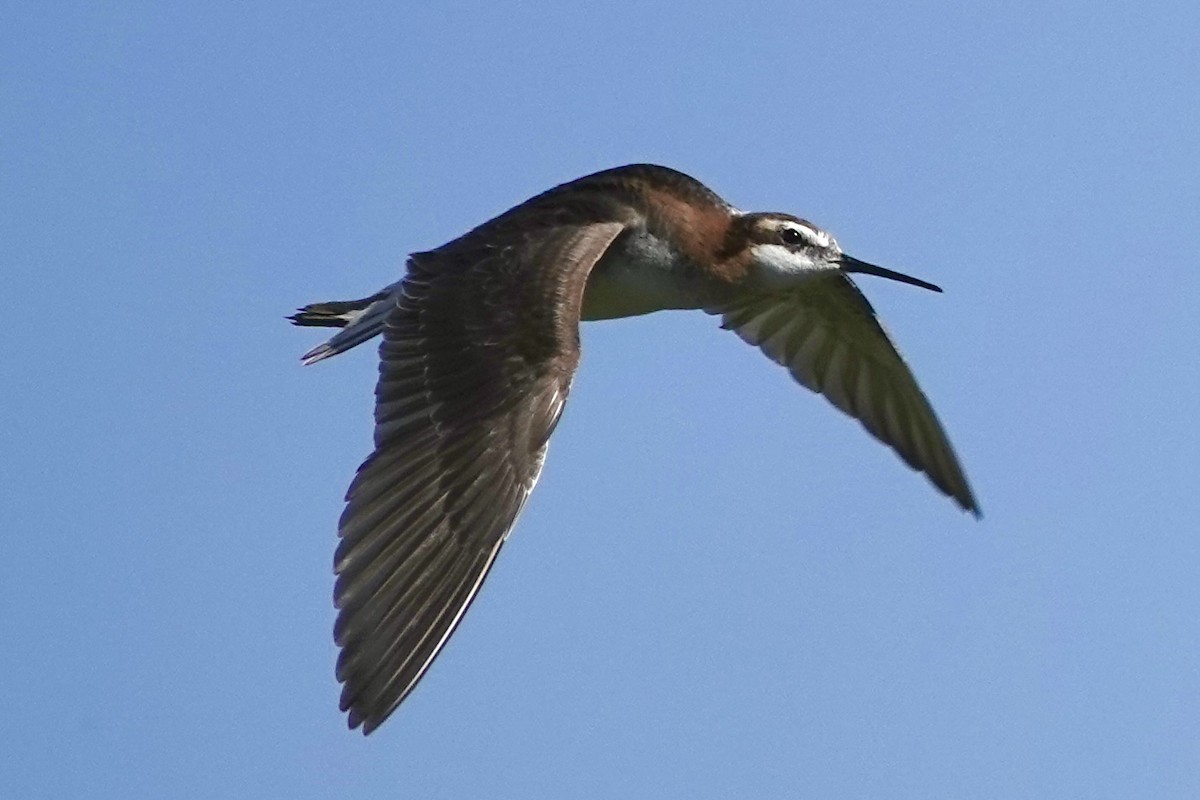 Wilson's Phalarope - Richard Hall