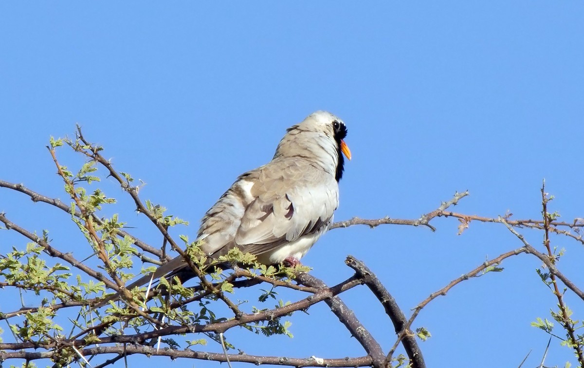 Namaqua Dove - ML621599372