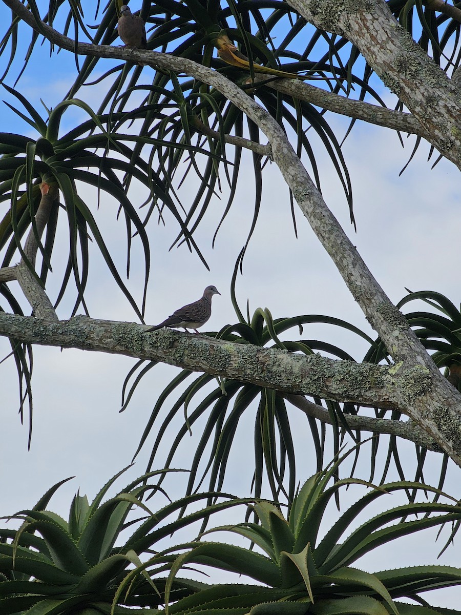 Spotted Dove - ML621599373