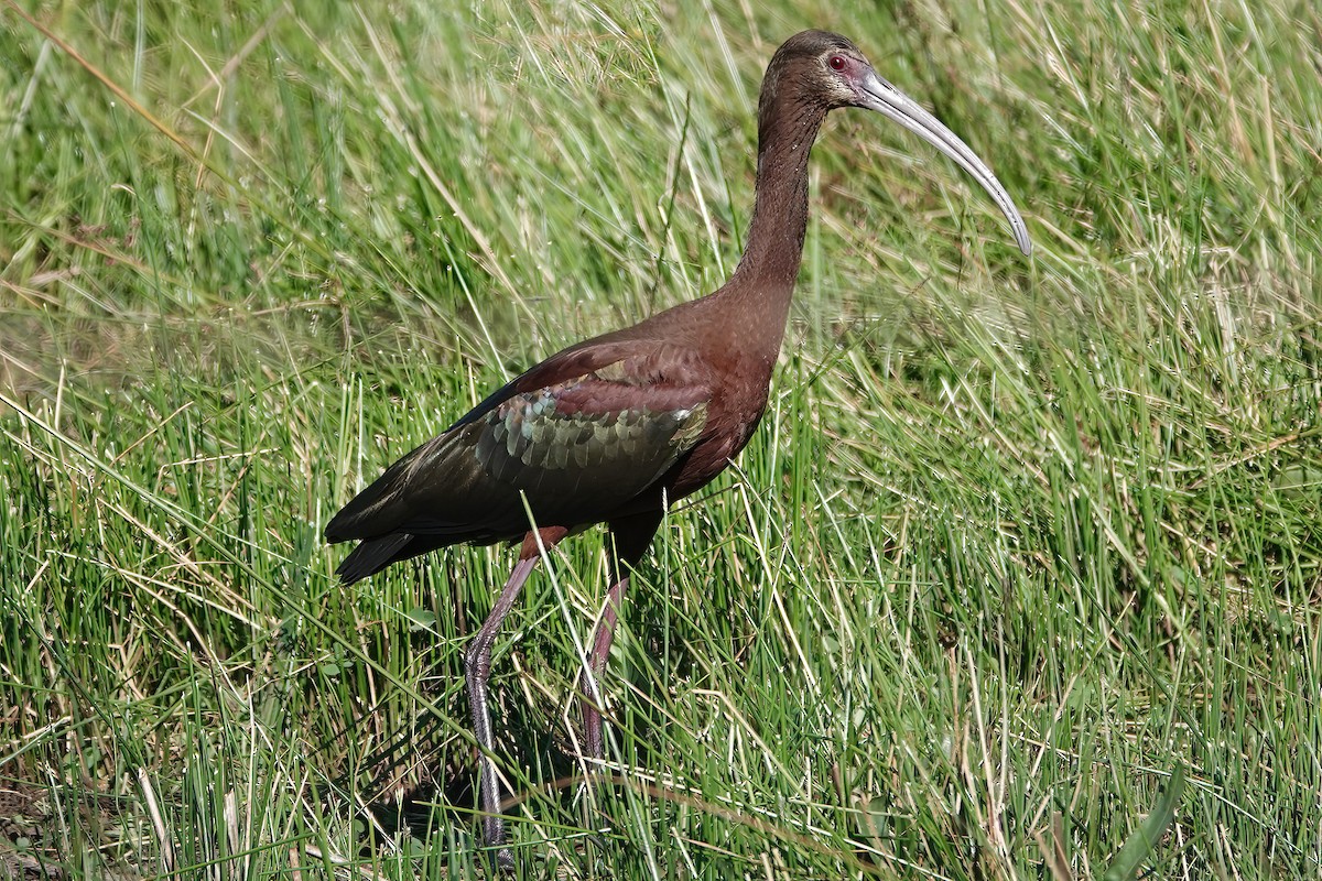 hvitgrimeibis - ML621599394