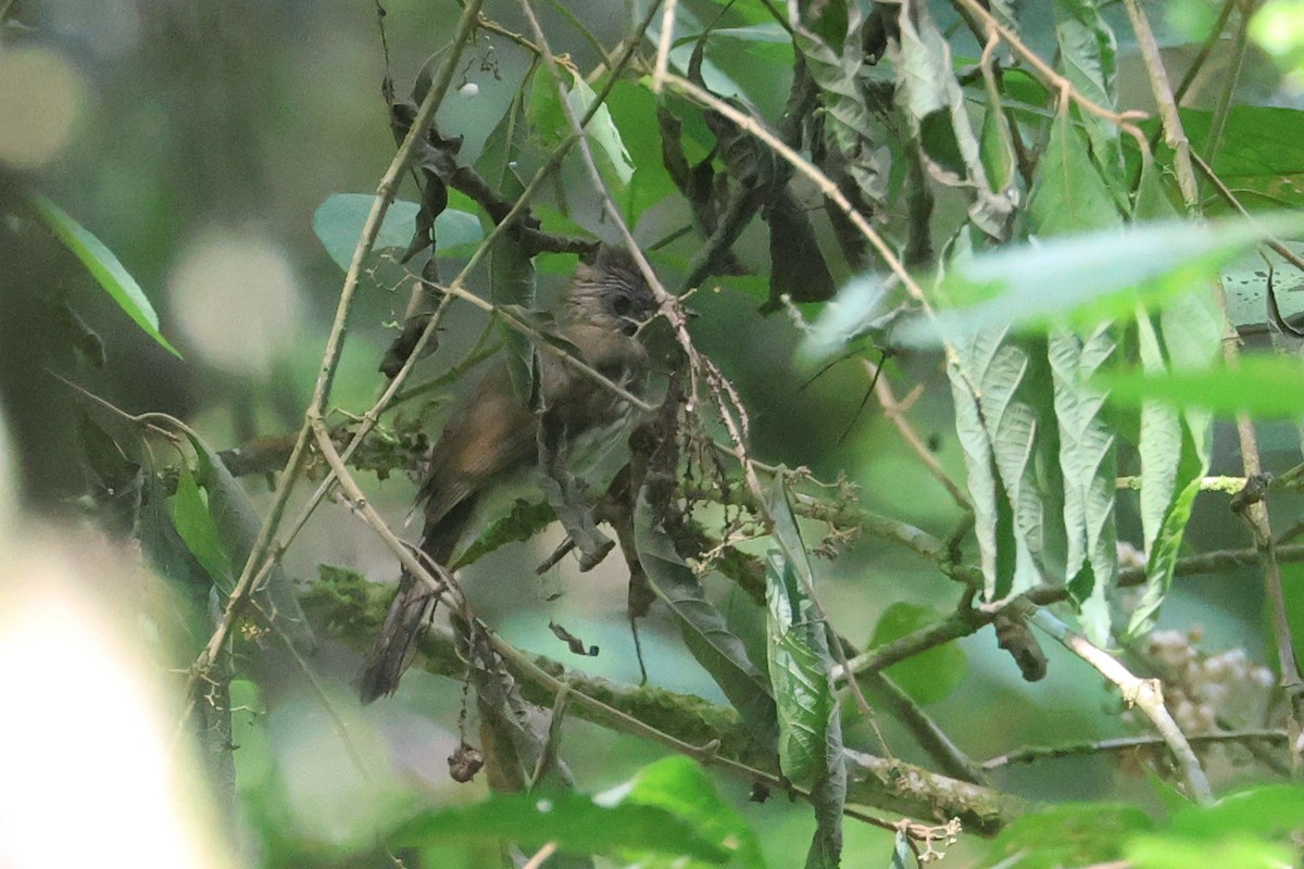 Sumatran Bulbul - ML621599409