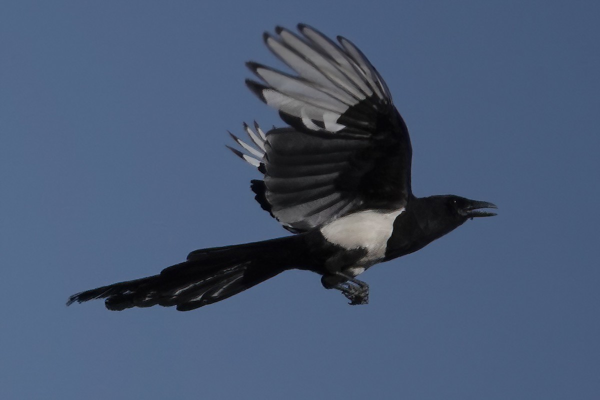 Black-billed Magpie - ML621599414