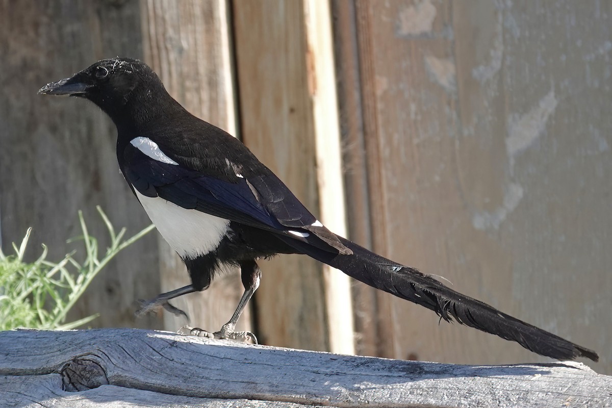 Black-billed Magpie - ML621599415