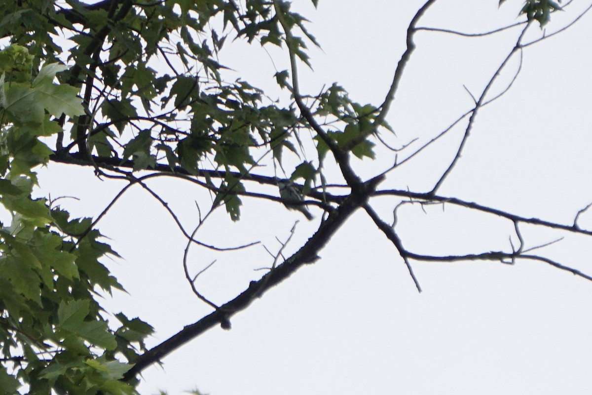 Cerulean Warbler - ML621599461
