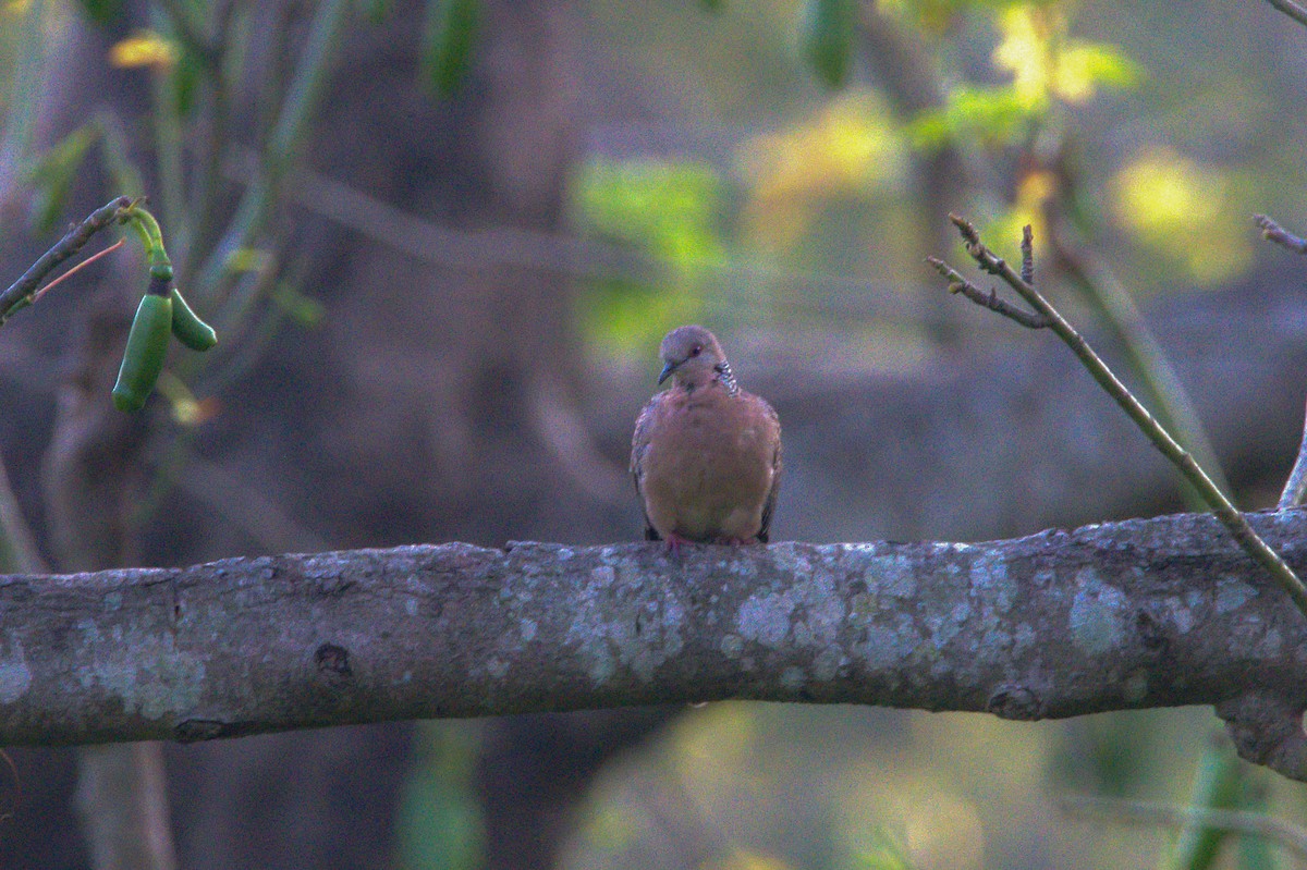 Spotted Dove - ML621599469
