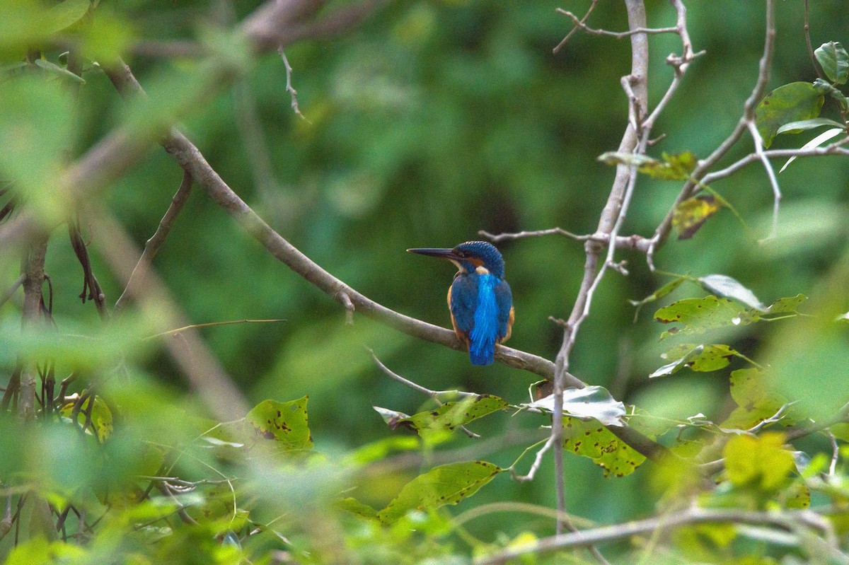 Common Kingfisher - ML621599473