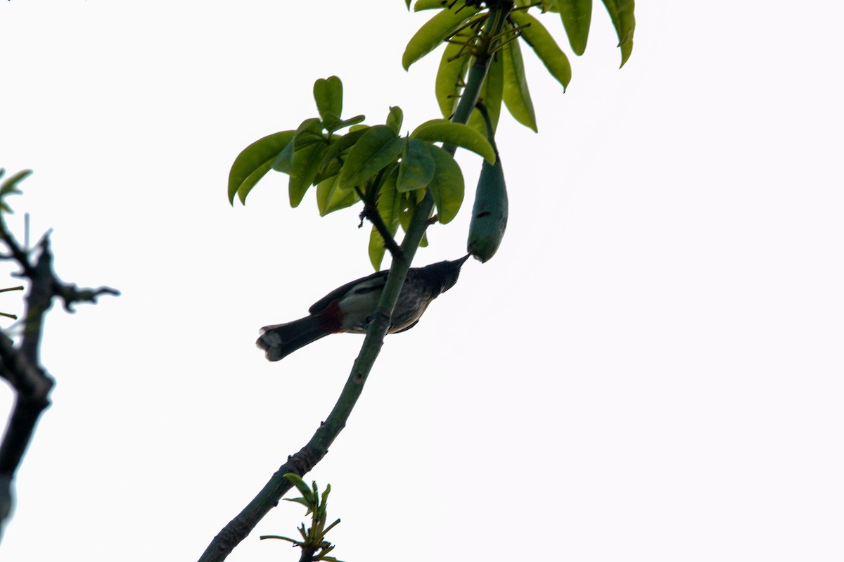 Red-vented Bulbul - ML621599497