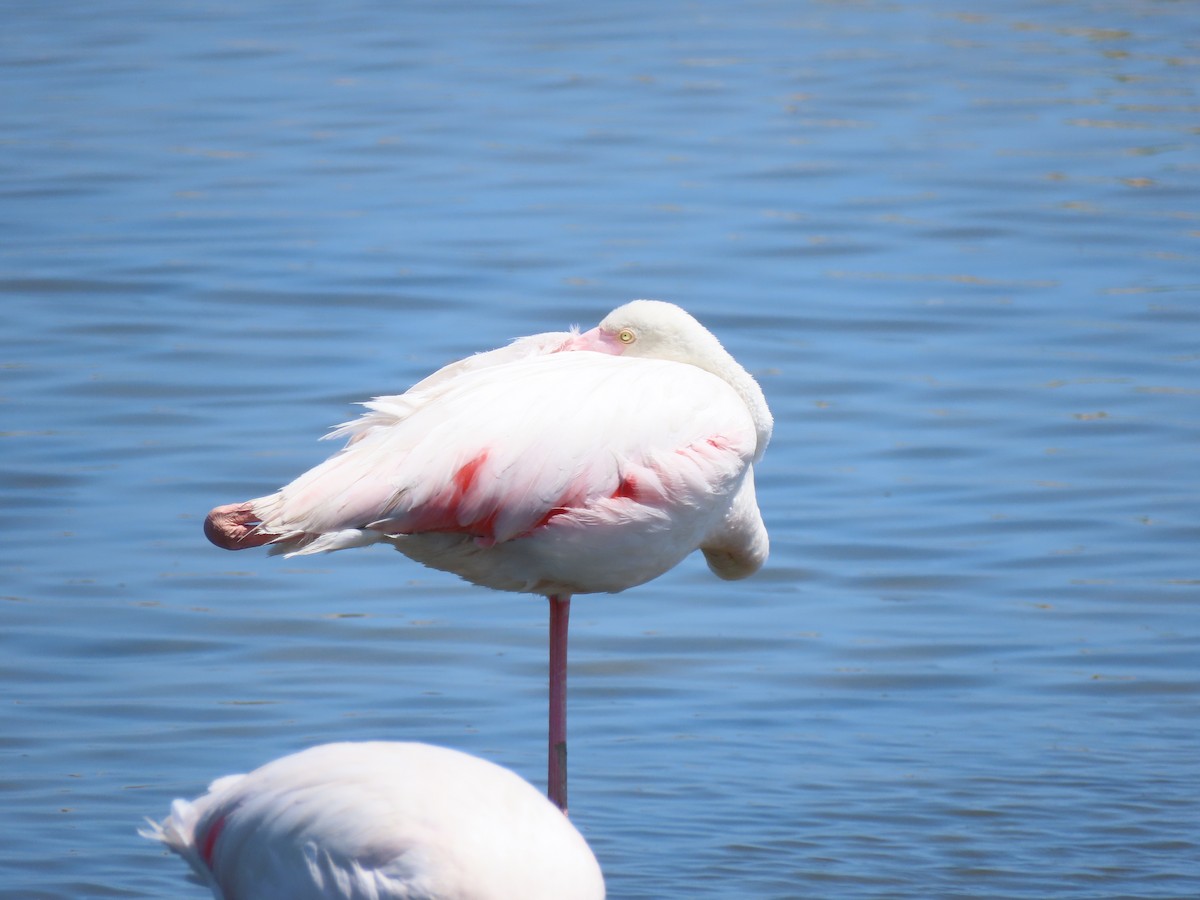 Greater Flamingo - ML621599504