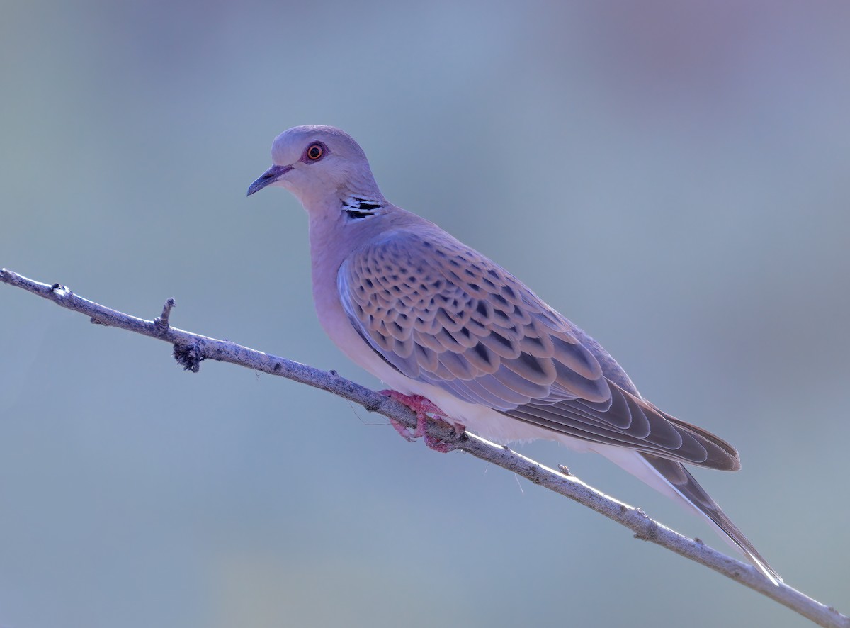 European Turtle-Dove - ML621599523