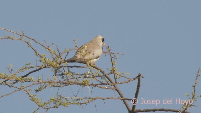 Namaqua Dove - ML621599537